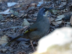 Trochalopteron variegatum