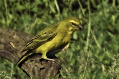 Crithagra sulphurata