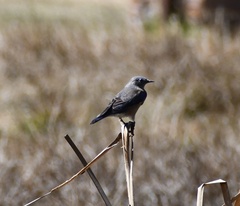 Oriturus superciliosus