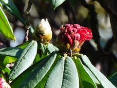 Rhododendron