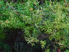 Periploca laevigata