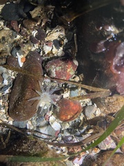 Halcampa decemtentaculata