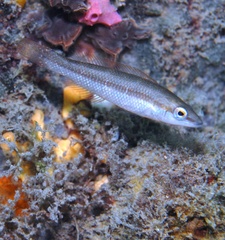 Neoodax balteatus