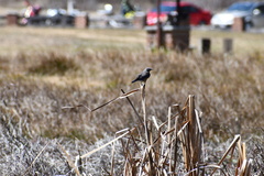 Oriturus superciliosus
