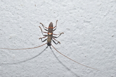 Olenecamptus bilobus