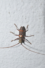 Olenecamptus bilobus