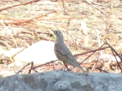 Turdus viscivorus