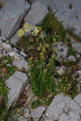 Galium baldense