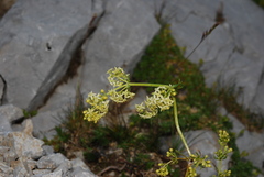Galium baldense