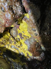 Halichondria panicea