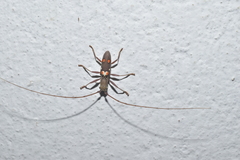 Olenecamptus bilobus