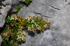 Galium baldense