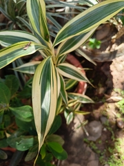 Dracaena sanderiana