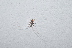 Olenecamptus bilobus