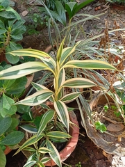 Dracaena sanderiana