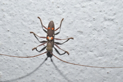Olenecamptus bilobus