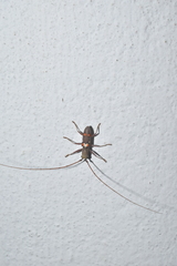 Olenecamptus bilobus