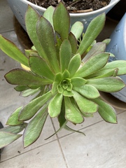 Aeonium urbicum