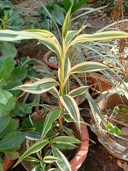 Dracaena sanderiana