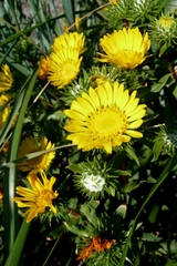 Grindelia integrifolia