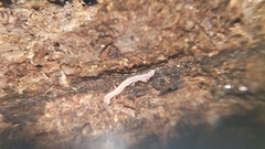 Gosodesmus claremontus