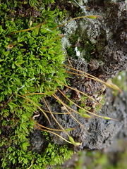 Tortula atrovirens