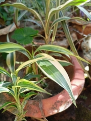 Dracaena sanderiana