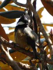 Parus monticolus