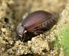 Maladera holosericea