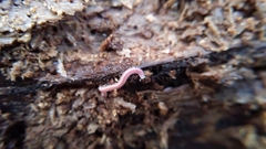 Gosodesmus claremontus