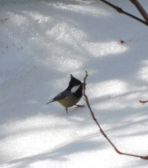 Parus monticolus