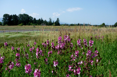 Sidalcea hendersonii