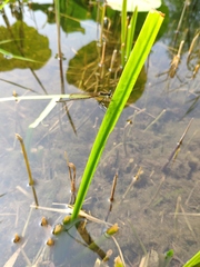 Pseudocopera rubripes