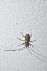 Olenecamptus bilobus