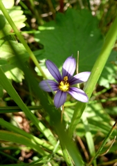 Sisyrinchium idahoense