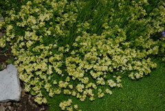 Galium baldense