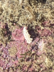 Aegires albopunctatus