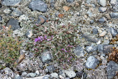 Image of Oxytropis czukotica by no rights reserved