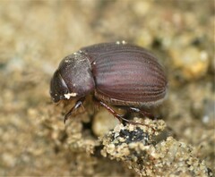 Maladera holosericea