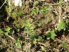 Asplenium adiantum-nigrum