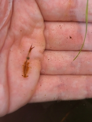 Eubranchipus vernalis