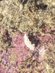 Aegires albopunctatus