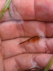 Eubranchipus vernalis