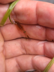 Eubranchipus vernalis