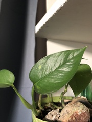 Epipremnum