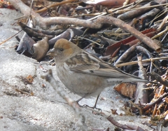 Leucosticte nemoricola