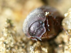 Maladera holosericea