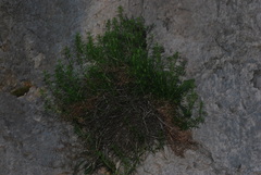 Galium crespianum