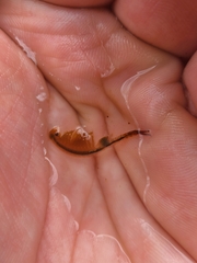 Eubranchipus vernalis