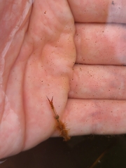 Eubranchipus vernalis